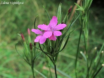 Fotogalerie: Hvozdk svazit - Dianthus armeria L.