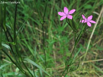 Hvozdk svazit - Dianthus armeria L.