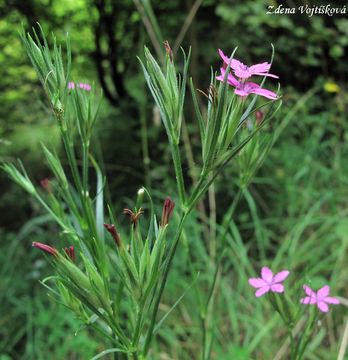 Hvozdk svazit - Dianthus armeria L.
