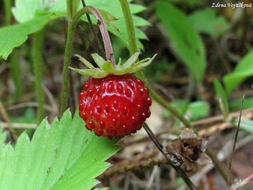 Fotogalerie: Jahodnk obecn - Fragaria vesca L.