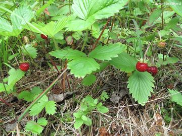Jahodnk obecn - Fragaria vesca L.