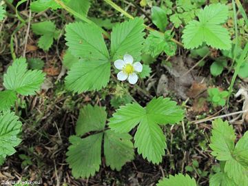 Jahodnk obecn - Fragaria vesca L.