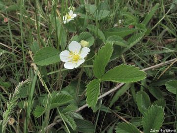 Fotogalerie: Jahodnk trvnice - Fragaria viridis (Duchesne) Weston