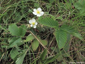 Jahodnk trvnice - Fragaria viridis (Duchesne) Weston