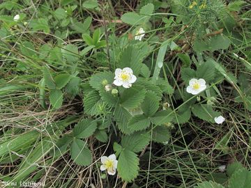 Jahodnk trvnice - Fragaria viridis (Duchesne) Weston