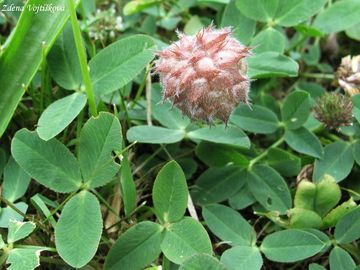 Fotogalerie: Jetel jahodnat - Trifolium fragiferum L.