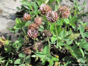 Jetel jahodnat - Trifolium fragiferum L.