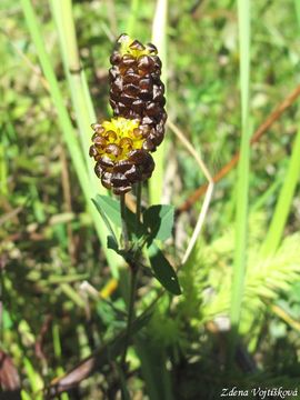 Fotogalerie: Jetel kaštanový - Trifolium spadiceum L.