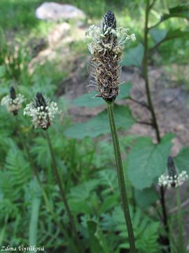 Fotogalerie: Jitrocel kopinat - Plantago lanceolata L.