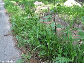 Jitrocel kopinat - Plantago lanceolata L.