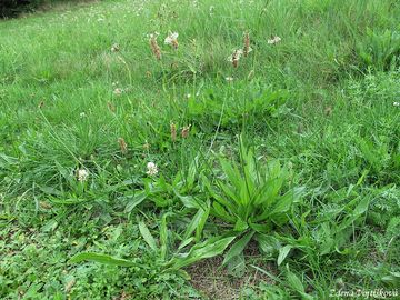 Jitrocel kopinat - Plantago lanceolata L.