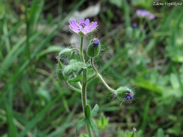 Kakost mkk - Geranium molle L.