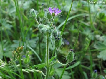 Kakost mkk - Geranium molle L.