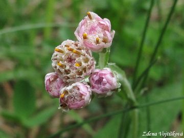 Fotogalerie: Kocinek dvoudom - Antennaria dioica