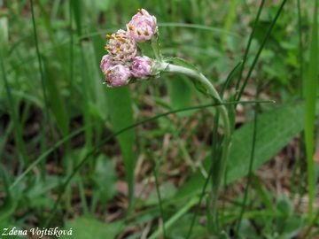 Kocinek dvoudom - Antennaria dioica