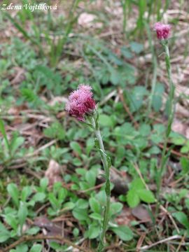 Kocinek dvoudom - Antennaria dioica