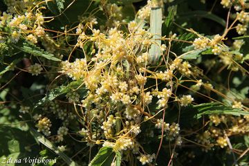 Fotogalerie: Kokotice evropsk - Cuscuta europaea L.