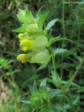 Fotogalerie: Kokrhel vt - Rhinanthus major L.