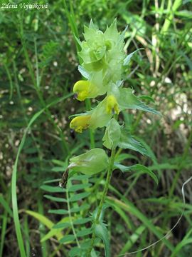 Kokrhel vt - Rhinanthus major L.