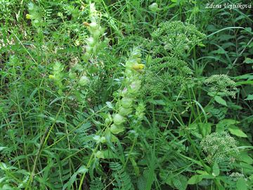 Kokrhel vt - Rhinanthus major L.