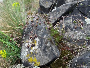 Fotogalerie: Kolenec Morisonv - Spergula morisonii Boreau