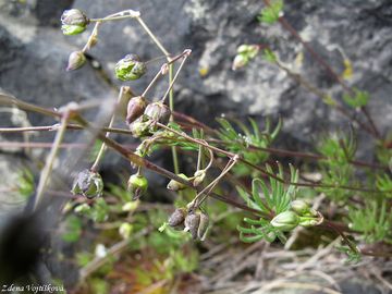 Kolenec Morisonv - Spergula morisonii Boreau