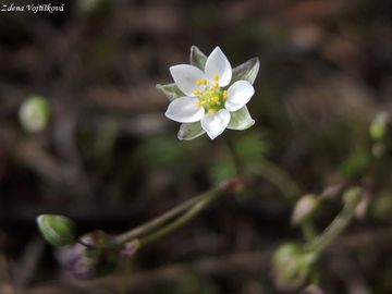 Kolenec Morisonv - Spergula morisonii Boreau