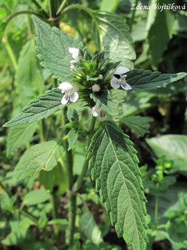 Konopice poln - Galeopsis tetrahit L.