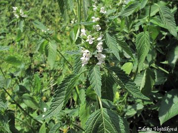 Konopice poln - Galeopsis tetrahit L.