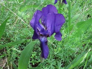 Fotogalerie: Kosatec bezlist - Iris aphylla L.