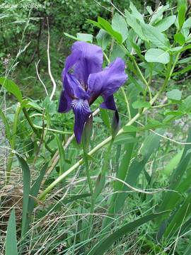 Kosatec bezlist - Iris aphylla L.