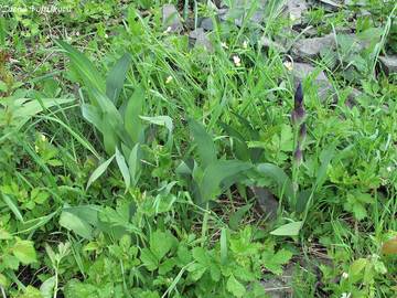 Kosatec bezlist - Iris aphylla L.