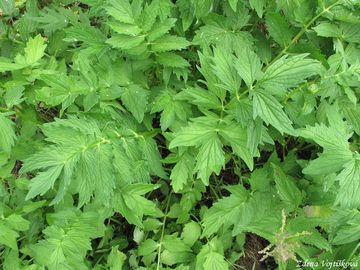 Kozlk lkask - Valeriana officinalis L.