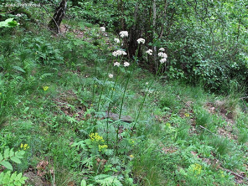 Kozlk ukrajinsk chlumn_04