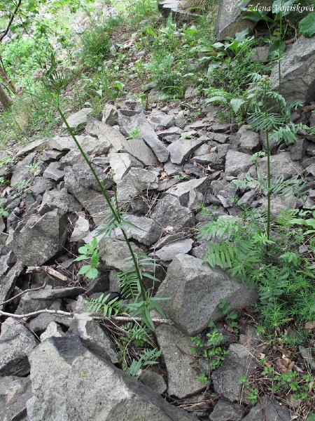 Kozlk ukrajinsk chlumn_06