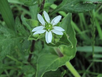Fotogalerie: Kehk vodn - Myosoton aquaticum (L.) Moench