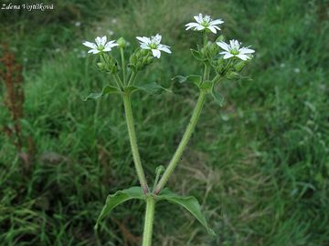 Kehk vodn - Myosoton aquaticum (L.) Moench