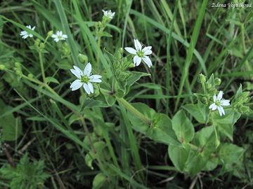 Kehk vodn - Myosoton aquaticum (L.) Moench