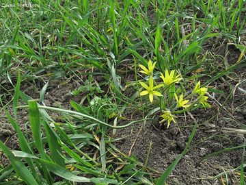 Kivatec roln - Gagea villosa (M.Bieb.) Sweet