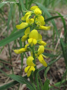 Fotogalerie: Kruinka nmeck - Genista germanica L.