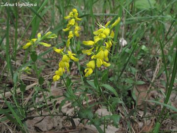 Kruinka nmeck - Genista germanica L.