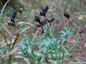 Kruinka nmeck - Genista germanica L.