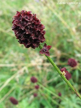 Fotogalerie: Krvavec toten - Sanguisorba officinalis L.