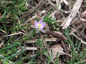 Kuinka erven - Spergularia rubra (L.) J. et C. Presl