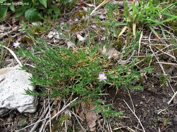 Kuinka erven - Spergularia rubra (L.) J. et C. Presl
