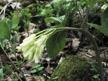Kyelnice devtilist - Dentaria enneaphyllos L. 