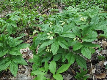 Kyelnice devtilist - Dentaria enneaphyllos L. 