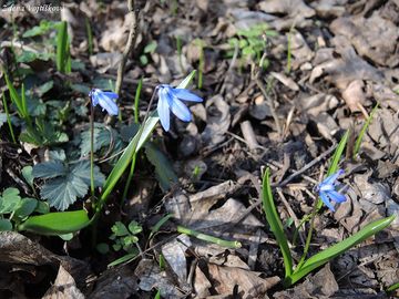 Ladoka sibisk - Scilla siberica Haw.