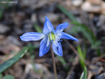 Ladoka sibisk - Scilla siberica Haw.