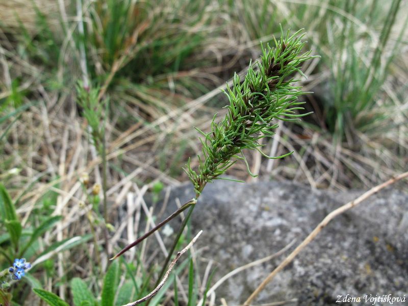 Lipnice cibulkat_01